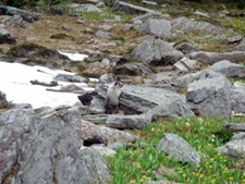 Marmot in Banff