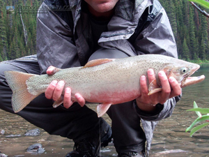 Marvel Lake Cutthroat Trout