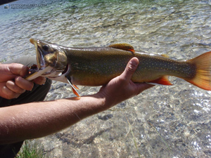 Red Deer Lakes Brook Trout