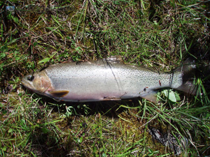 Red Deer Lakes Cutthroat Trout